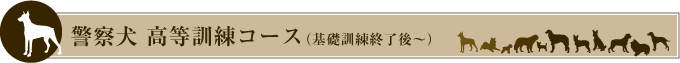 警察犬 高等訓練コース(基礎訓練終了後~)